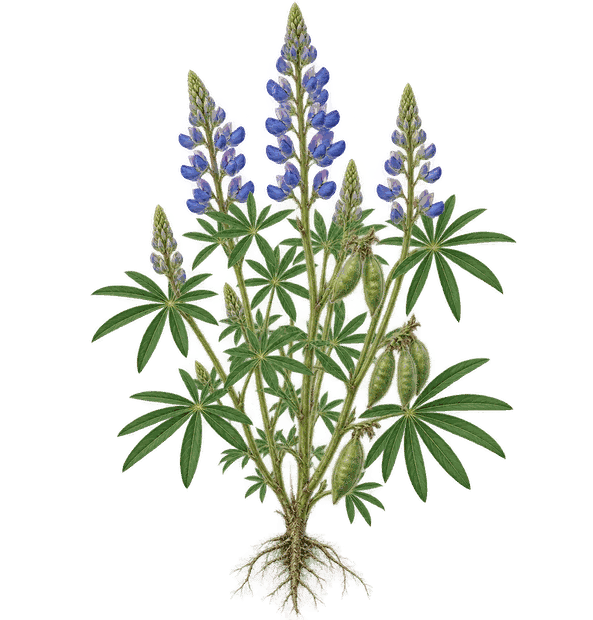 Ilustracja botaniczna: Łubin (żółty, wąskolistny, biały)