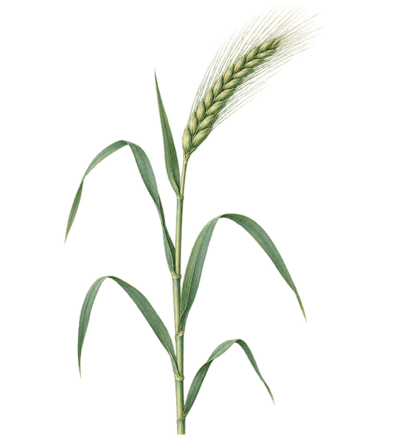 Ilustracja botaniczna: Żyto ozime