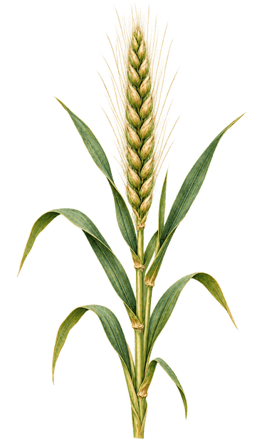 Ilustracja botaniczna: Orkisz ozimy